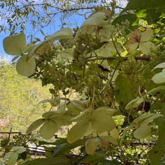 長〜い林道歩き🚶‍♀️
植物観察でもしながらじゃないと退屈です😅

ノリウツギの花も終わってしまった🍁
