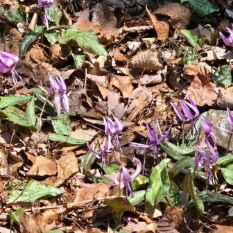 少し降りていったところ、綺麗に咲いています