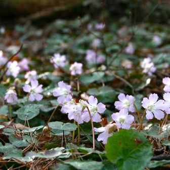 一面咲いたら華やかになりそう