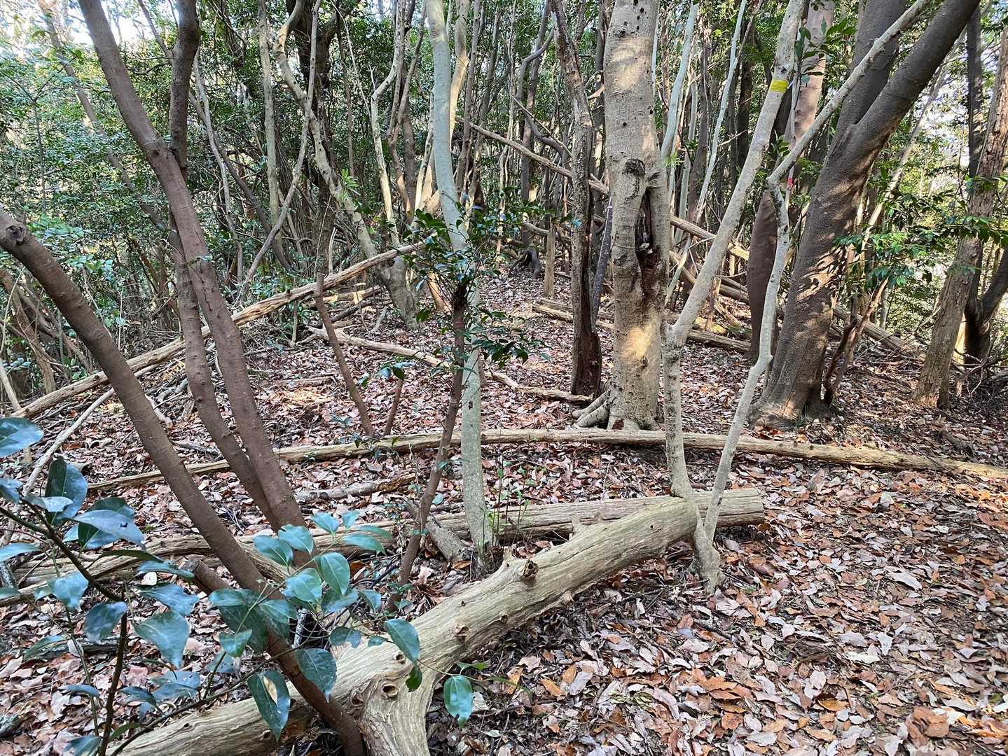 沢山倒れてるね。