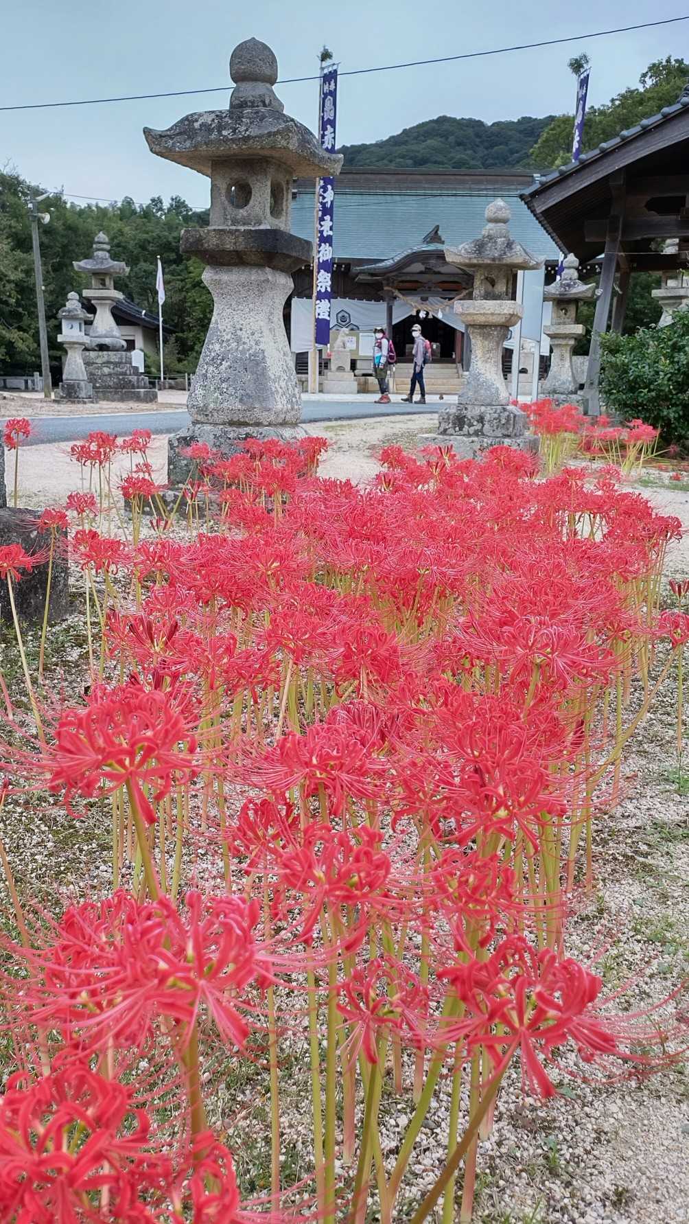 真っ盛りの彼岸花