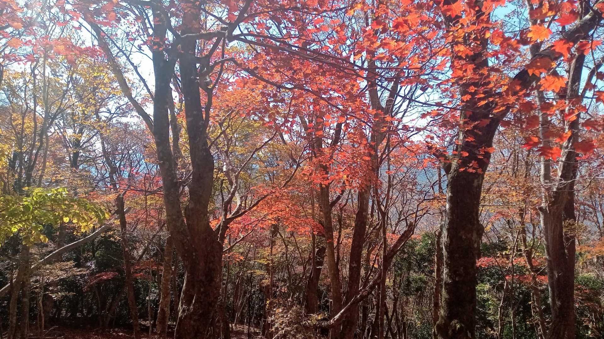 赤いな～
まだまだこの標高では紅葉楽しめた