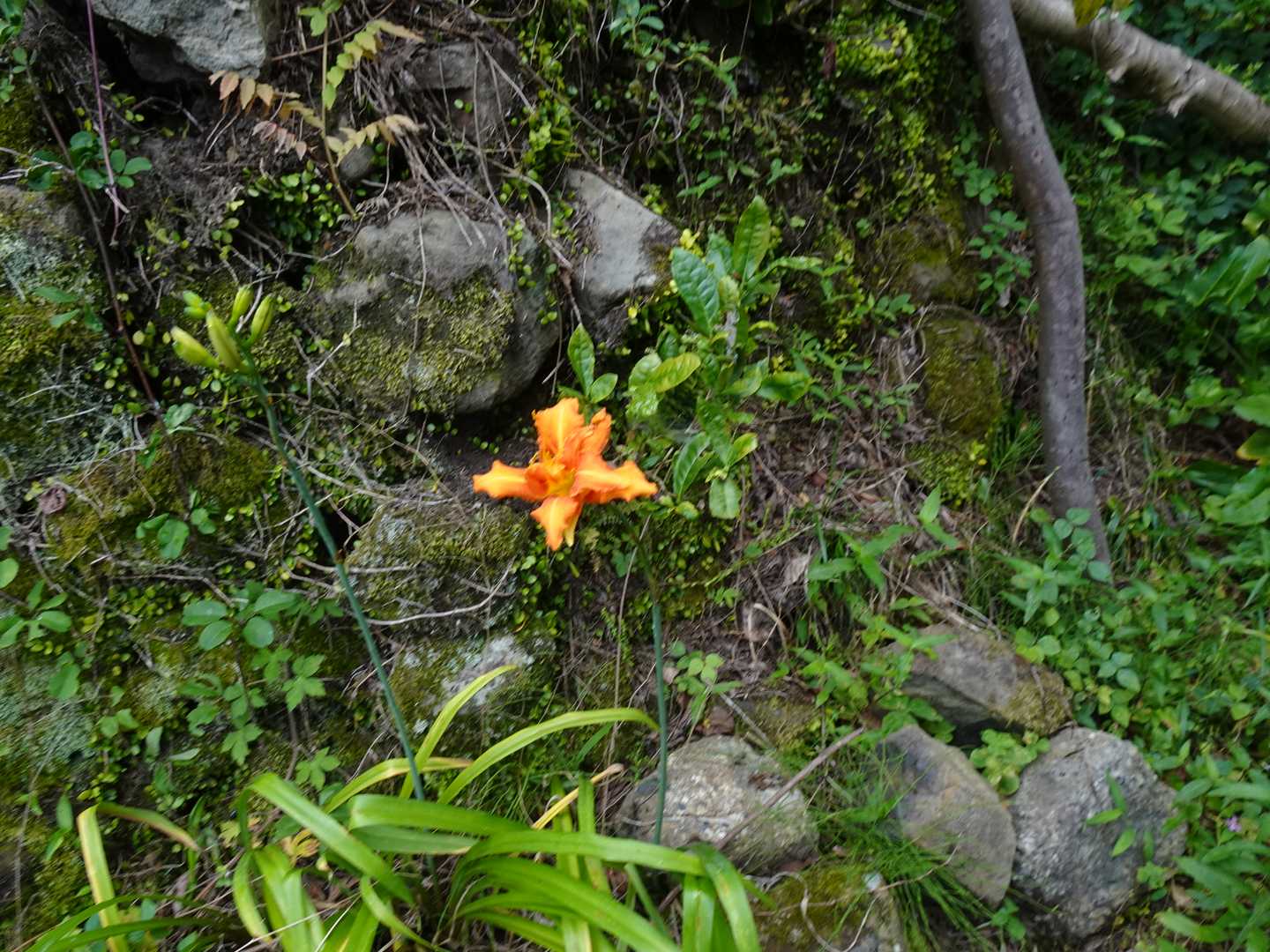 蕎原バス停-枇杷平-葛城山 縦走コースの写真