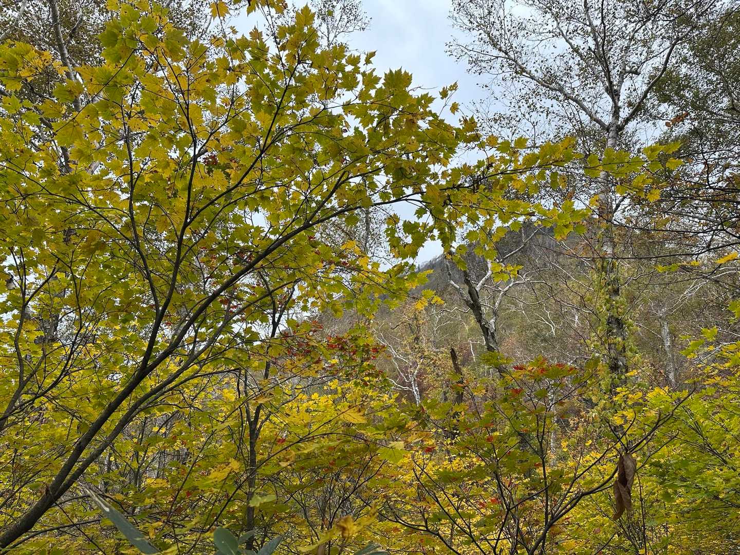 烏帽子岳に向かう途中の🍁
