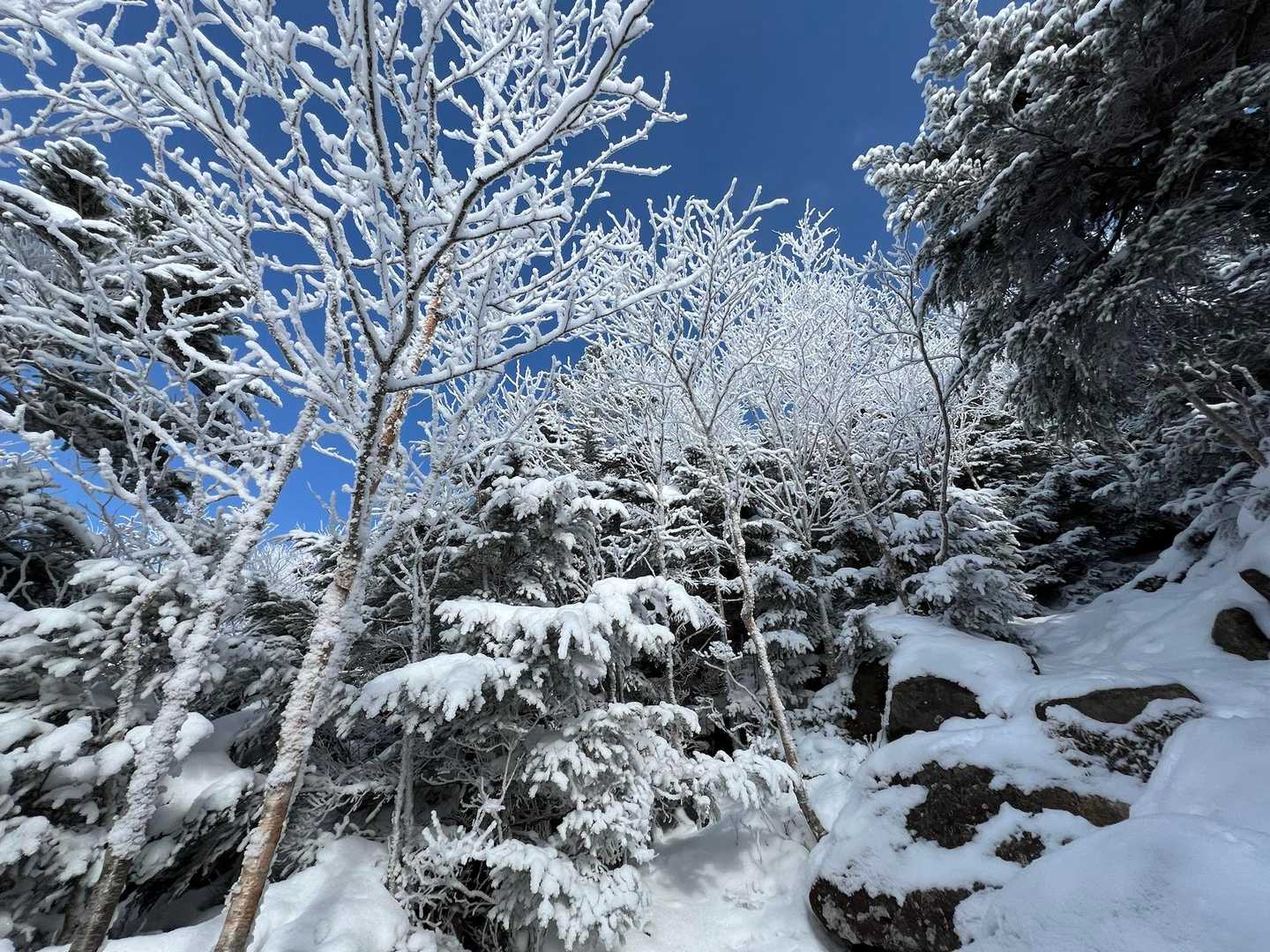 すずらん峠-蓼科山 往復コースの写真