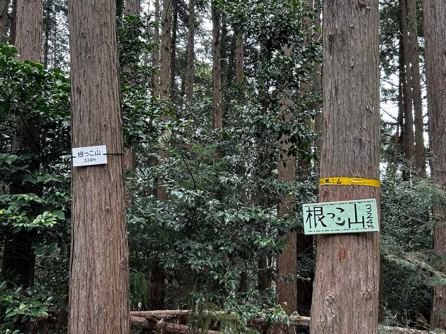 うっかり通り過ぎるとこだった💦
根っこ山