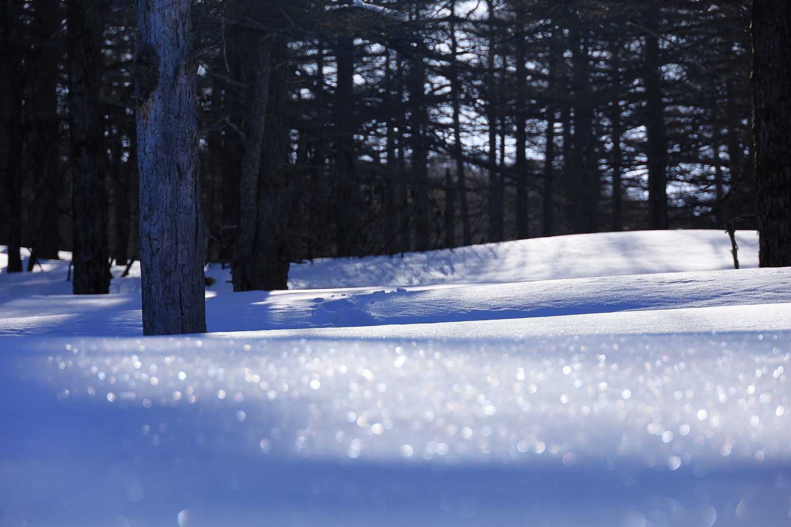 中コースも景色はないもののキラキラの雪のお陰で楽しみながら歩けました⤴︎