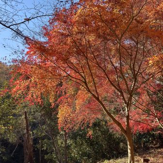 ここの紅葉も今日一でしょうか？