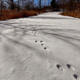 うさぎの👣👣…
