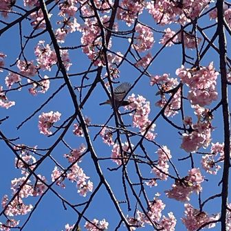 たまたま羽ばたいてるとこが撮れた📸
ここはメジロが沢山飛んでました🪽