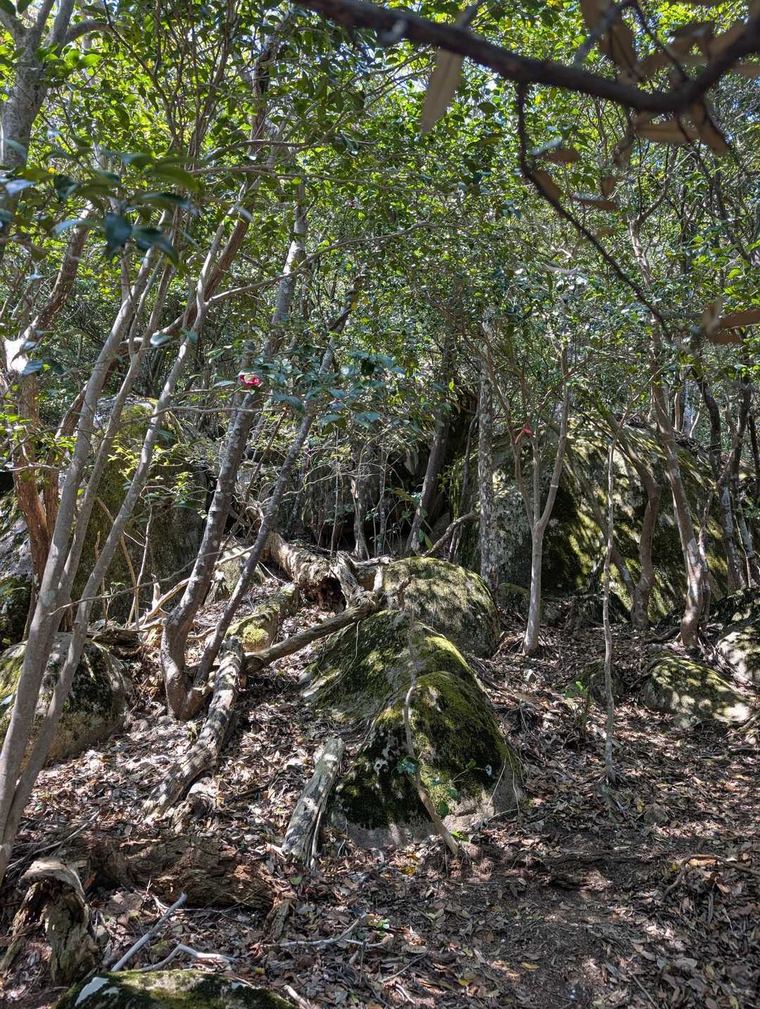 ここのお⛰️さん根っこが凄い事なってるの多い😊