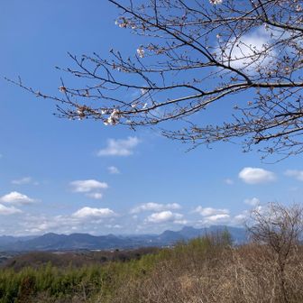 山頂の桜、ソメイヨシノ？は2〜3分咲でした。