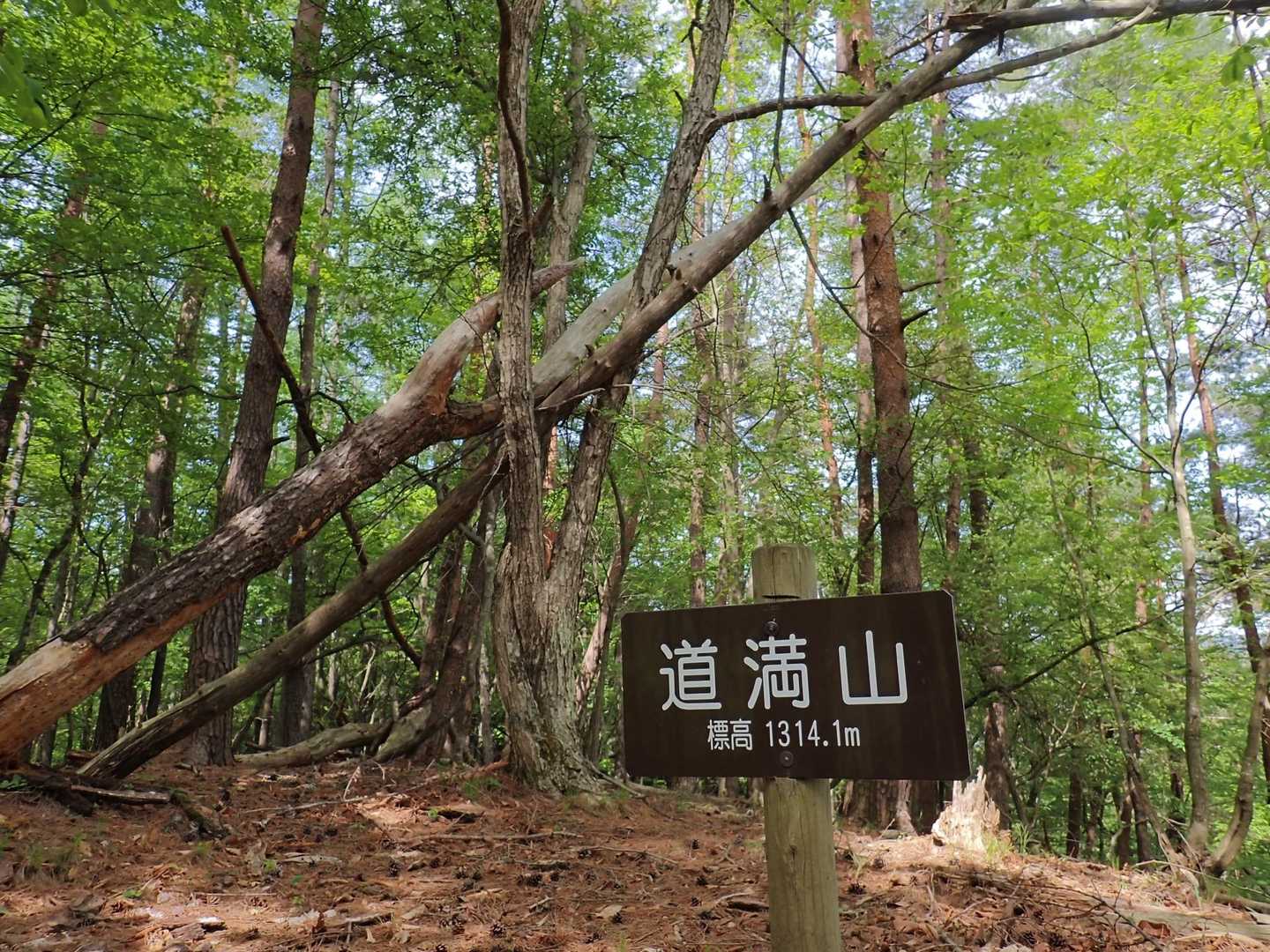 道満山頂
ここから南への下りはなかなかの斜度と落葉溜まりで逞しい道でした
南からの登りはかなり脚応えあるかと