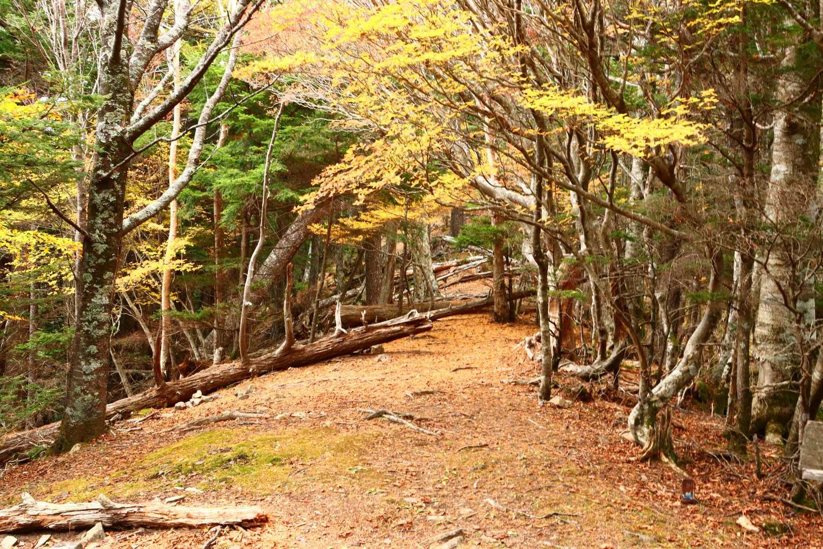 幕営適地ではありました。
下山時に誰も張ってなかったので、自分らが張ってたら夜は誰もおらず真っ暗すぎて怖かったかと思います💦