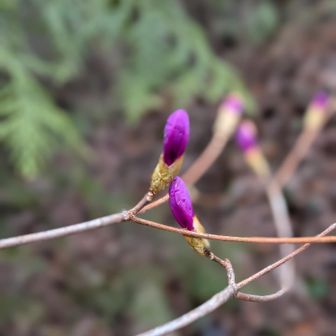 ツツジ。
咲いてないけど、可愛い😊