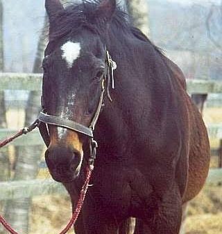 シンザン（信山）