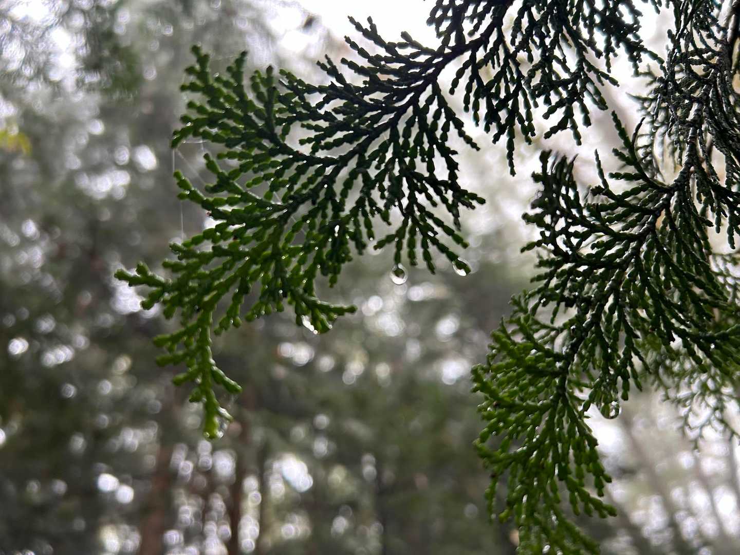 雨の日は萎えるけど土の匂いがして嫌いじゃない