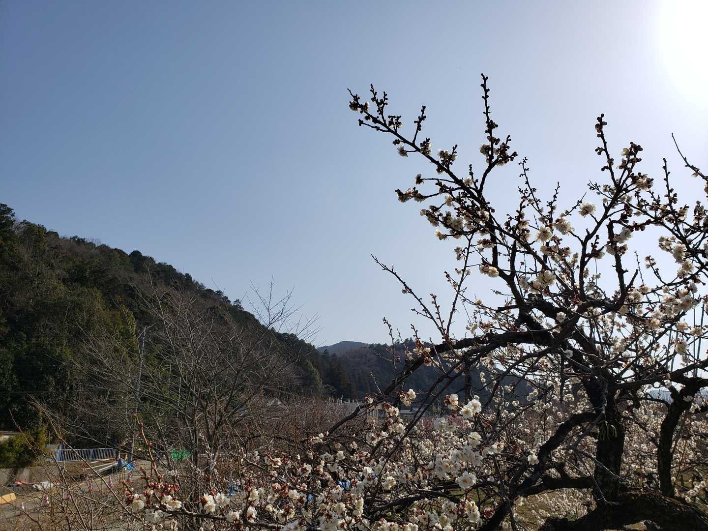 登ってきた大高取山方面