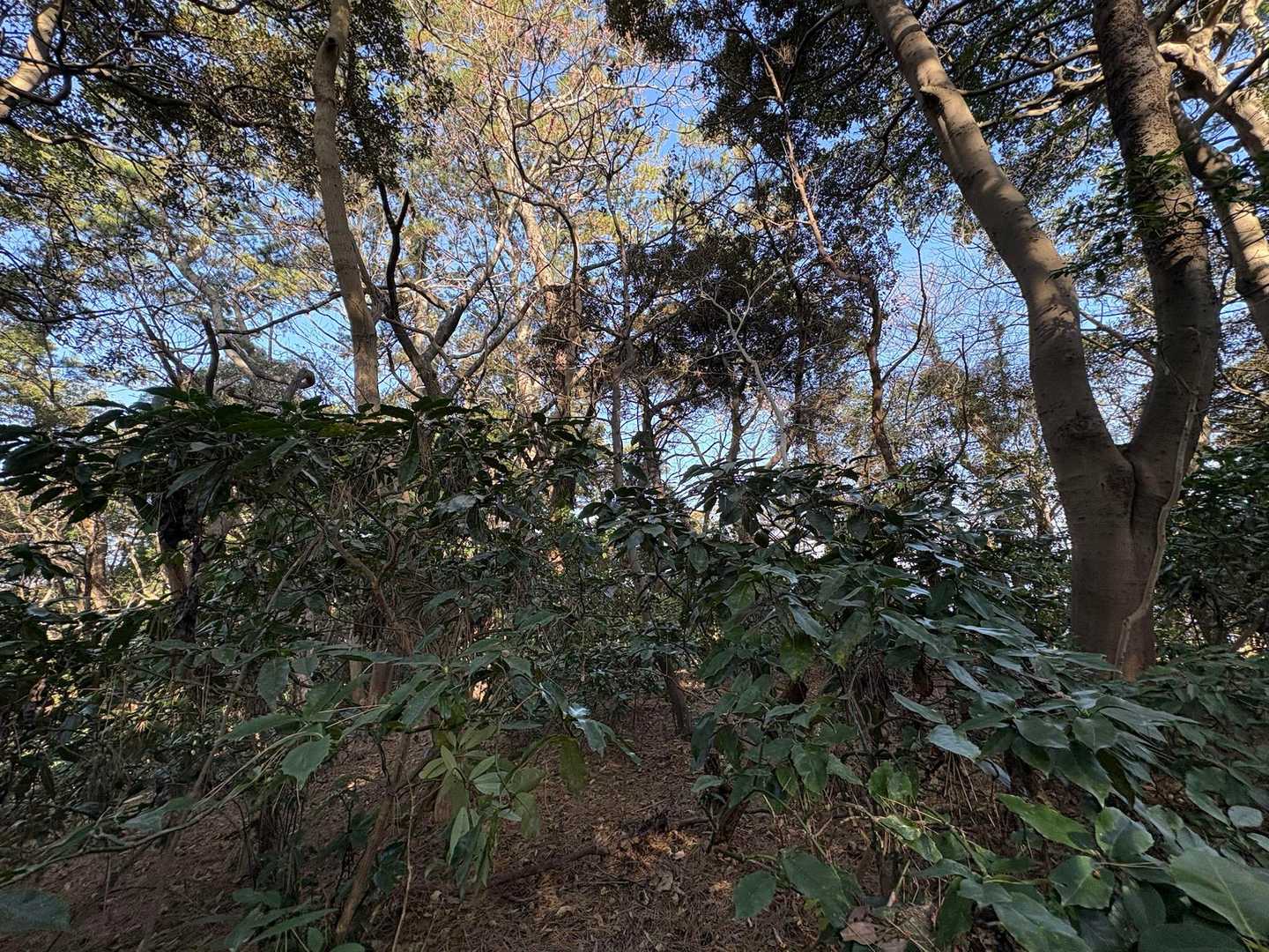 グレーピーク中山。