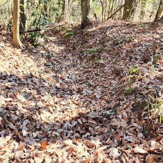権田山方向の🧹掃除開始。ここも🍂モフモフです。