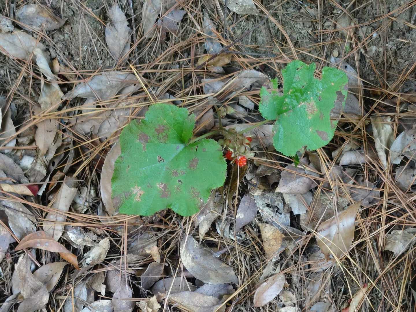 🍓