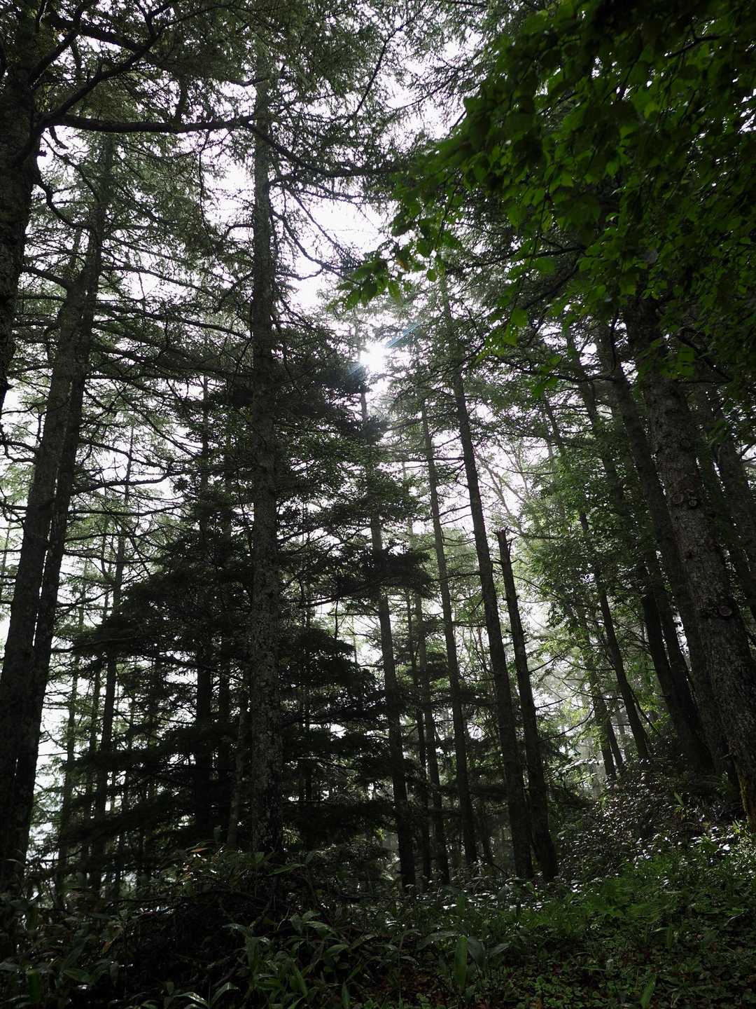 権兵衛峠登山口-北沢山-コイノコ 往復コースの写真