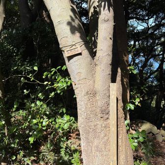 社殿の右側を裏側に抜けると木々の間に山頂があります