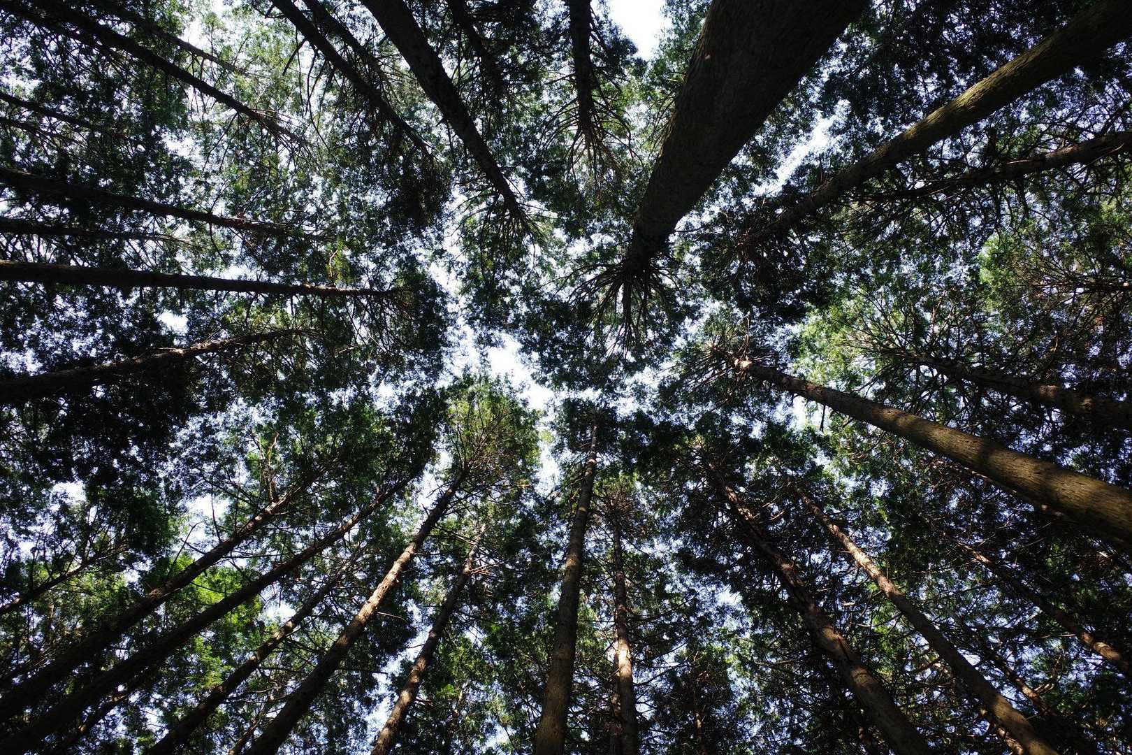 5月には圧巻のツツジの大群生。大阪・奈良を望む大和葛城山の写真