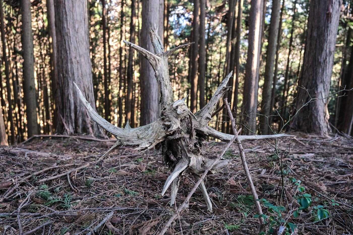自然の作るオブジェ