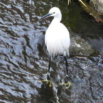 真っ白なシロサギさん✨✨　足寒くないのかなぁ。