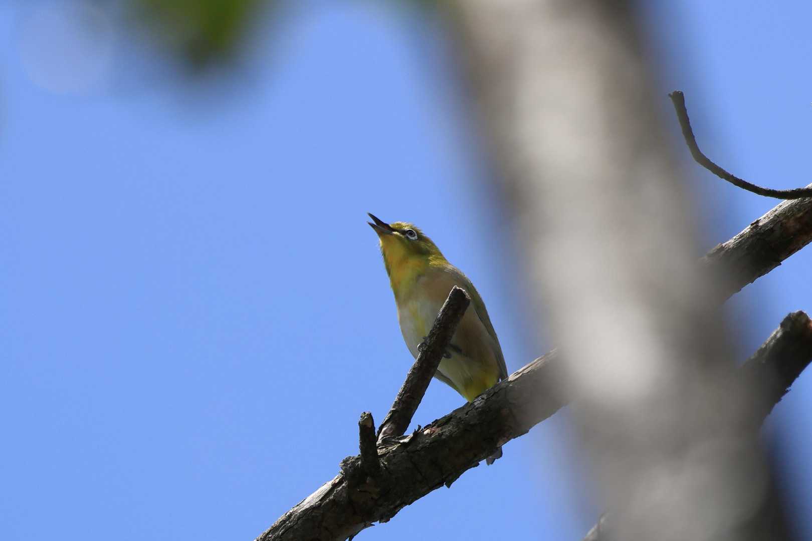 上の方で大きな綺麗な鳴き声が聞こえるので、何の鳥か探していると、メジロでした。こんな声で鳴くのか。