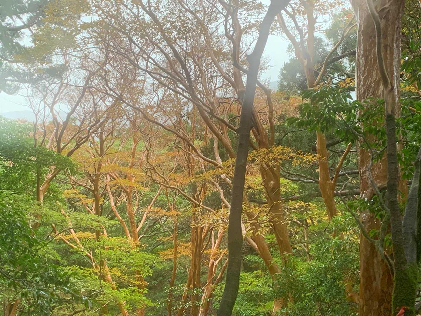 紅葉🍁してるのかな？杉ばっかりかと思ったら意外にもそうじゃなかった