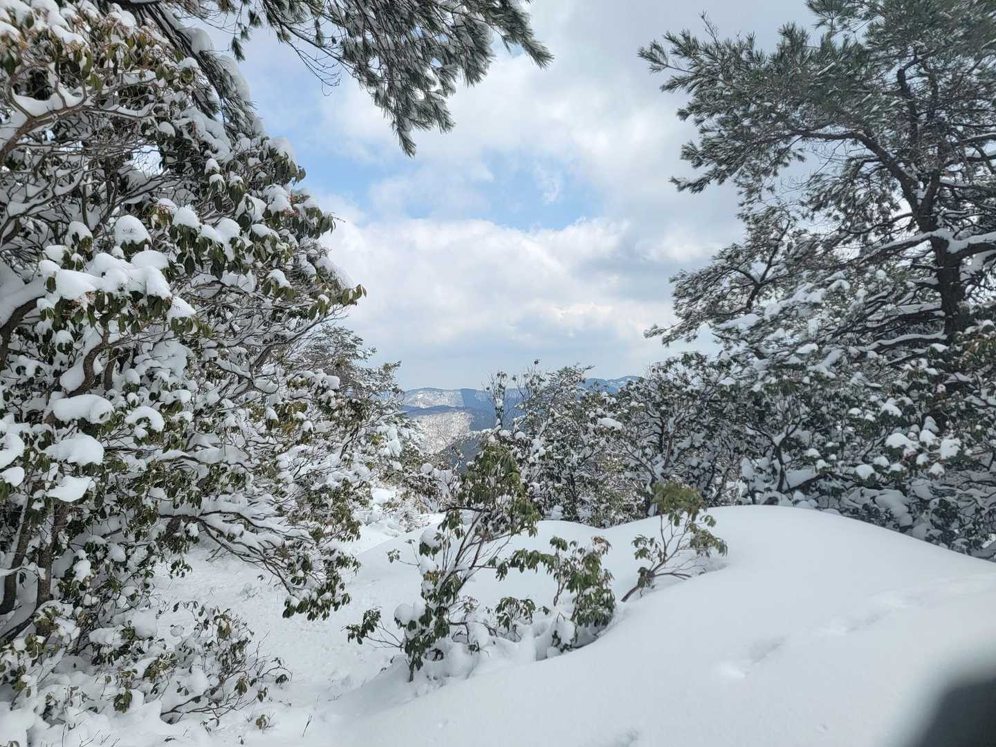 千町ヶ峰 往復コースの写真