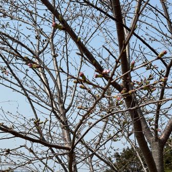 来週は咲いてるかな🌸