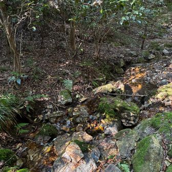 この先の沢で滑った。怪我なし、濡れたけど涼しくなったから良かった？