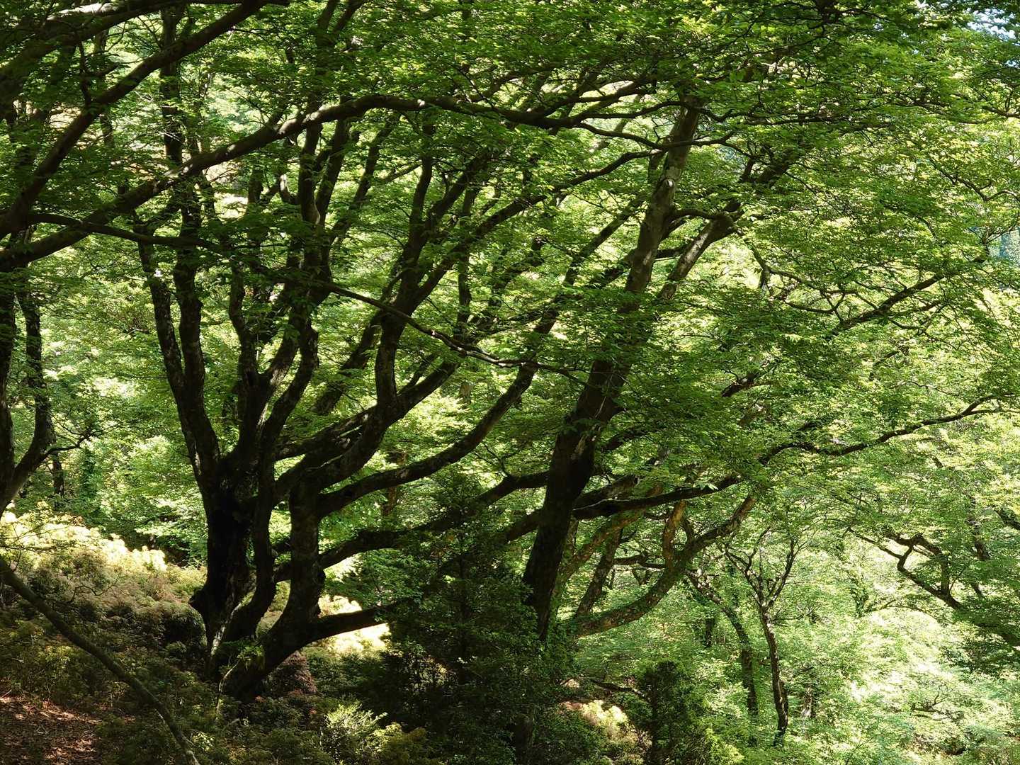 水吞頭