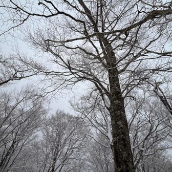 空はこの模様。でも雪は小降りに☃️
山の神様有難う🙂‍↕️