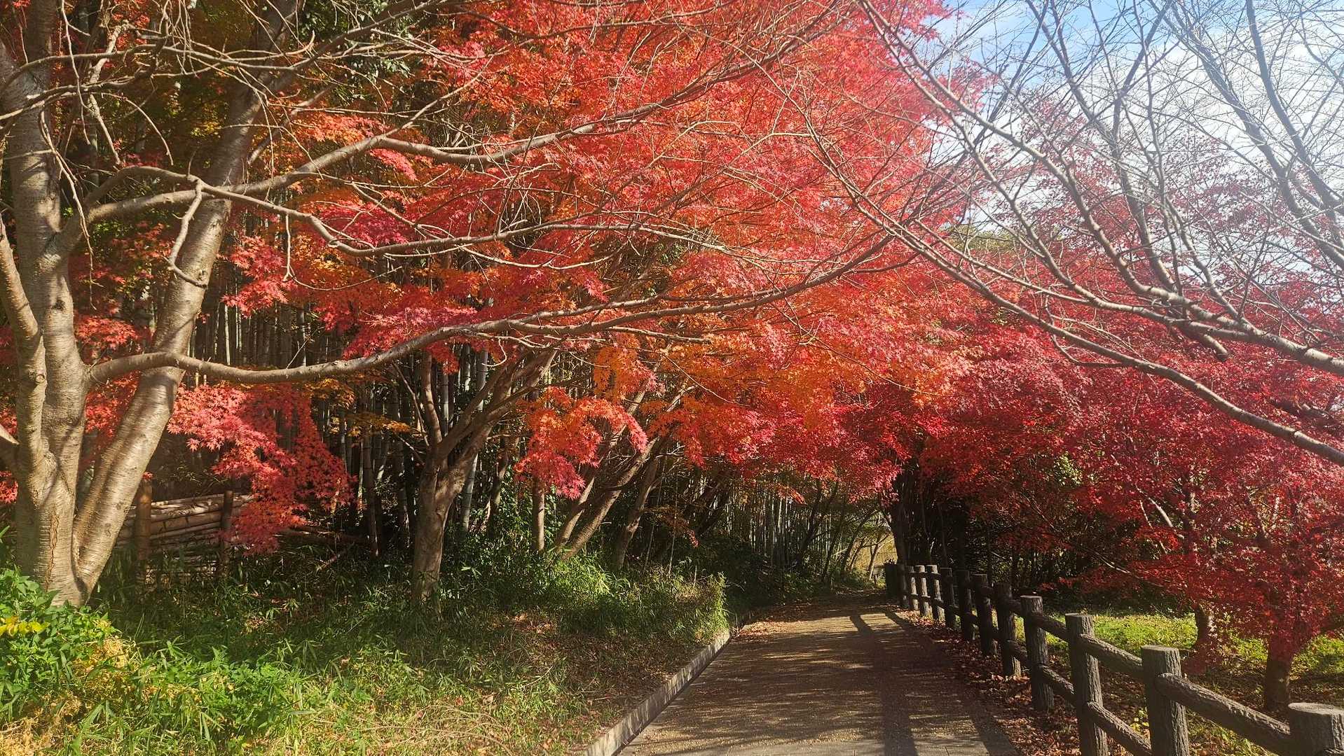 鶴翼山 往復コースの写真