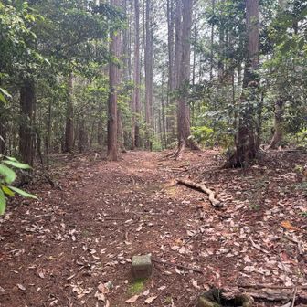 鎌北湖へ直接向かわず、周りの山へ。
東三角山！

他の方角もあるのかな。
