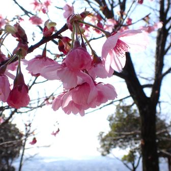 山頂の河津桜？も見頃です💗

ふと思い出し追記...
確か『陽光』と言う品種...