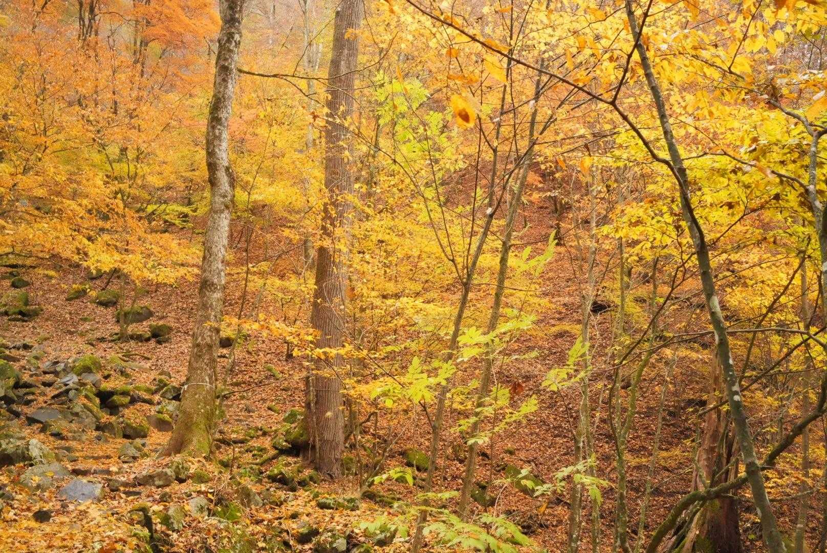 都民の森-鞘口峠-三頭山-ムシカリ峠-三頭大滝 周回コースの写真