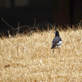 ありゃ
セグロセキレイさんもいましたか！