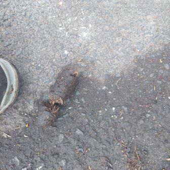 今日はすごい
でも観察と想像は楽しいですね。
これはイノシシと思うがデカい猿なのか？