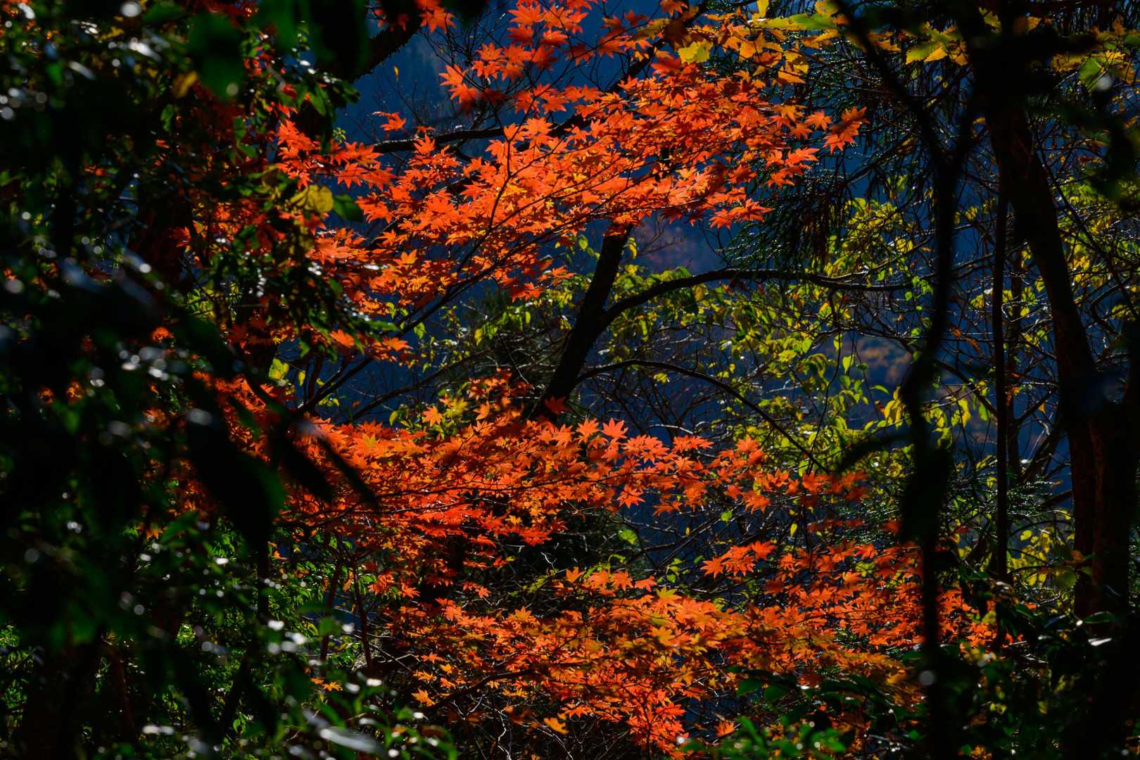 🍁
