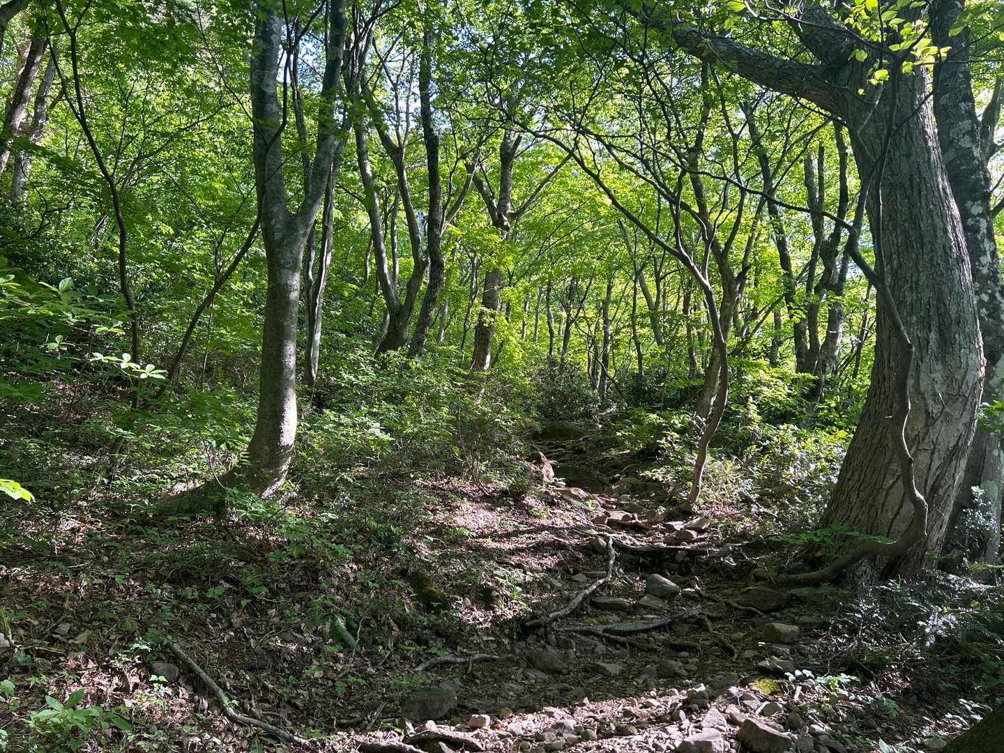 広域林道登山口-保月山 往復コースの写真