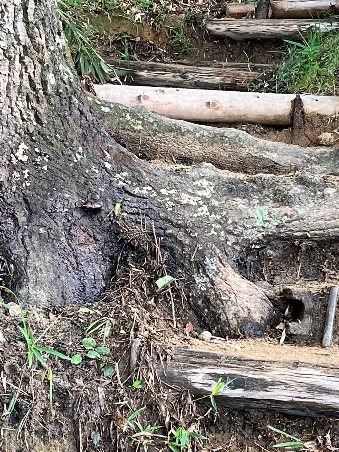 な、な、なんと！樹液に大きなカブトムシが‼️そのお隣に🐝⋆゜どこか行くまで息を潜めて待つ。