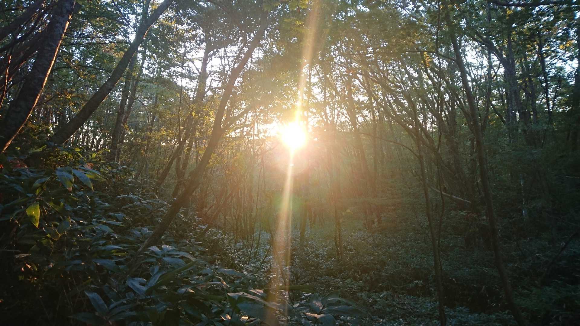 サンライズ