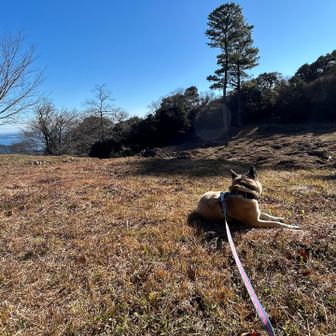 日向ぼっこして過ごす🌞