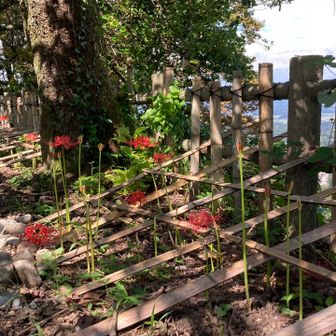 城山の山頂に彼岸花