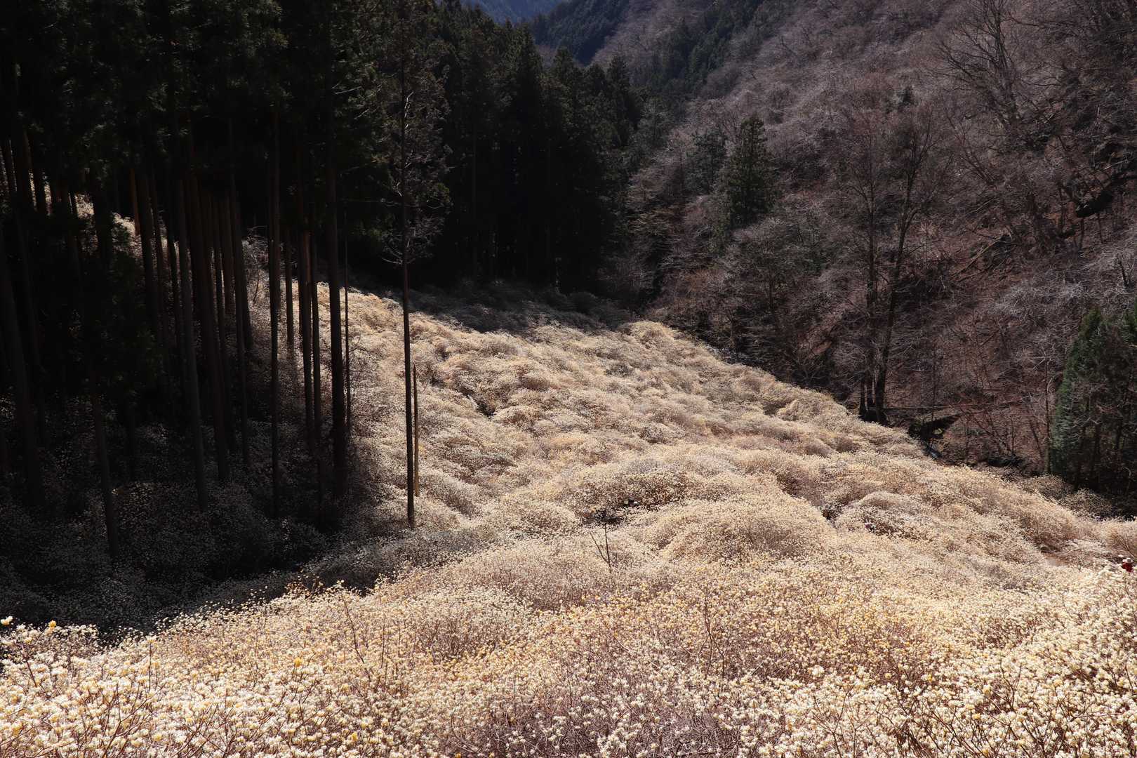 根本山登山口 往復コースの写真